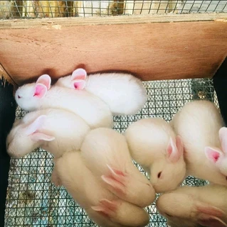 Pure Breeds For Sale