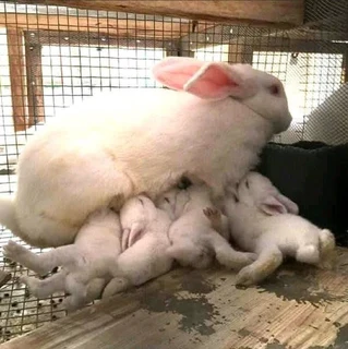 Pure Breeds For Sale