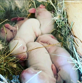 Pure Breeds For Sale