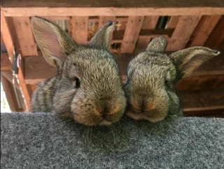 Flemish Giant Kits For Sale