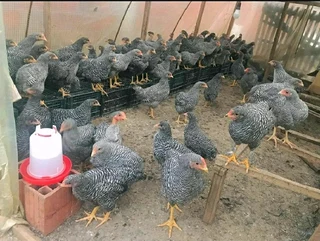 Black australorp and potch koekoek chicks available for sale