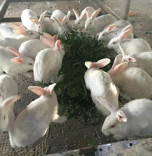 Rabbits For Sale