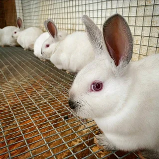 Rabbits For Sale