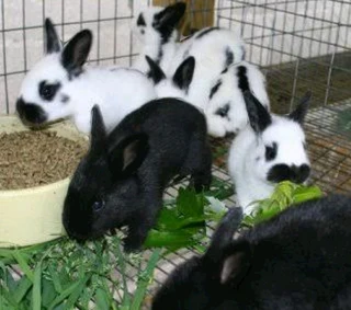 Checkered Giant Kits For Sale