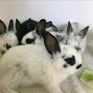 Checkered Giant Kits For Sale