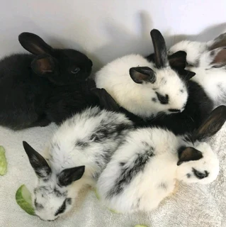 Checkered Giant Kits For Sale