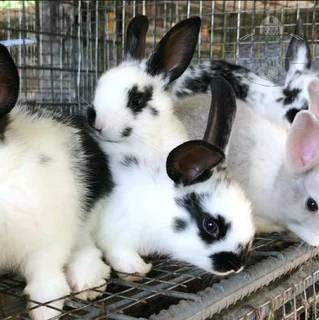 A variety of beautiful bunnies available for sale