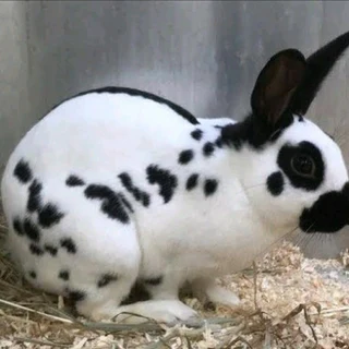 Beautiful rabbit kits for sale