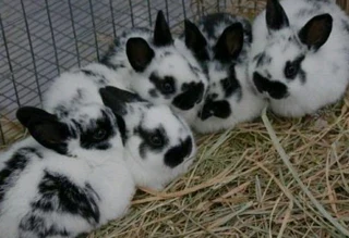 Beautiful rabbit kits for sale