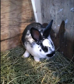 Beautiful rabbit kits for sale