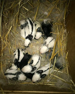 Beautiful rabbit kits for sale