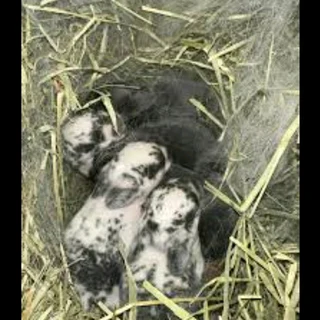 Beautiful rabbit kits for sale