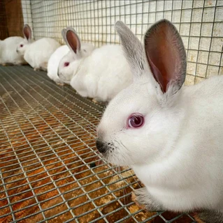 Beautiful bunnies available for sale