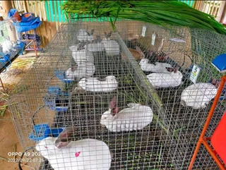 Beautiful bunnies available for sale