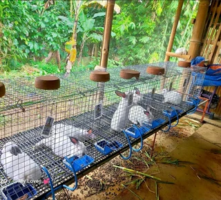 Beautiful bunnies available for sale