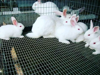 Rabbits For Sale
