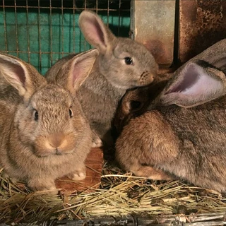 Rabbits For Sale