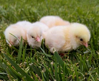 Light Sussex Chicks For Sale