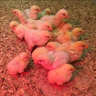 Light Sussex Chicks For Sale