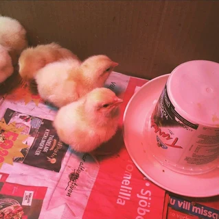 Light Sussex Chicks For Sale