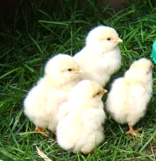 Light Sussex Chicks For Sale