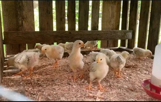Light Sussex Chicks For Sale