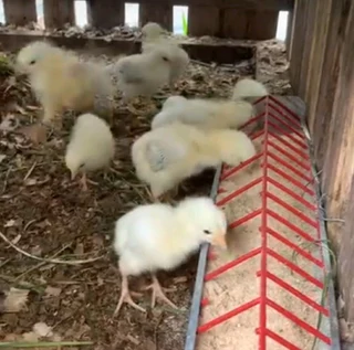 Light Sussex Chicks For Sale