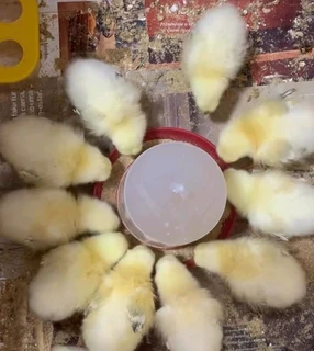 Light Sussex Chicks For Sale