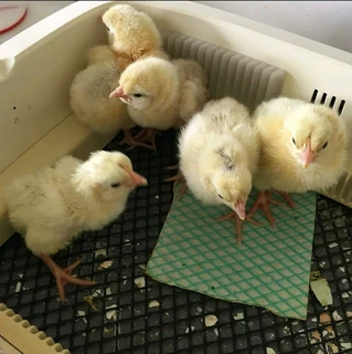 Light Sussex Chicks For Sale