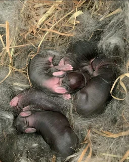 Rabbit kits for sale