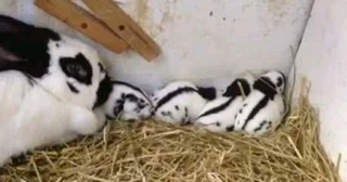 Pure High Quality Newzealand Breeding Stock