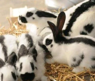 Pure High Quality Newzealand Breeding Stock