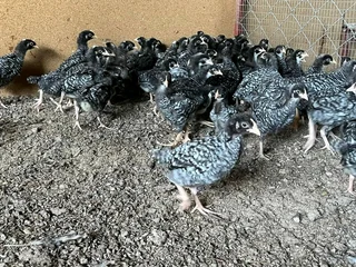 Black Australorp &amp; Potch Koekoe Chicks For Sale