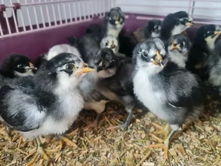 Black Australorp &amp; Potch Koekoe Chicks For Sale