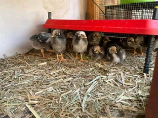 Black Australorp &amp; Potch Koekoe Chicks For Sale