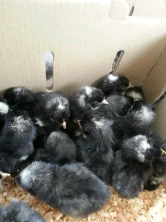 CHICKS FOR SALE