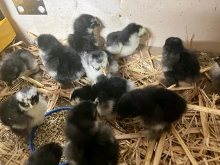 CHICKS FOR SALE