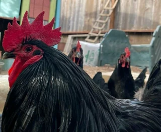 Black Australop Fertile Eggs For Sale