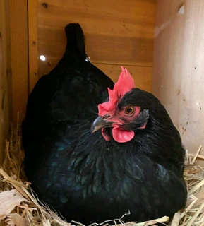 Black Australop Fertile Eggs For Sale