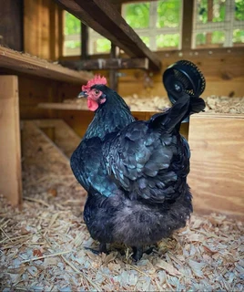 Black Australop Fertile Eggs For Sale