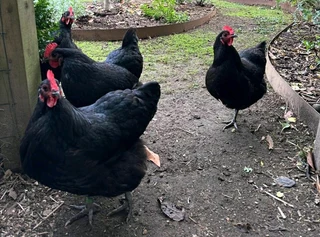 Black Australop Fertile Eggs For Sale