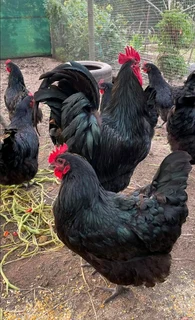 Black Australop Fertile Eggs For Sale