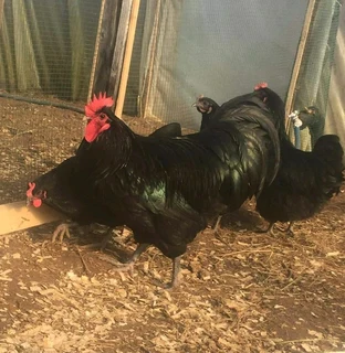 Black Australop Fertile Eggs For Sale