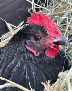 Black Australop Fertile Eggs For Sale