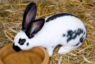 Rabbit Kits For Sale