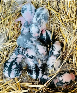 Pure Breeds For Sale