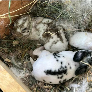 Pure Breeds For Sale