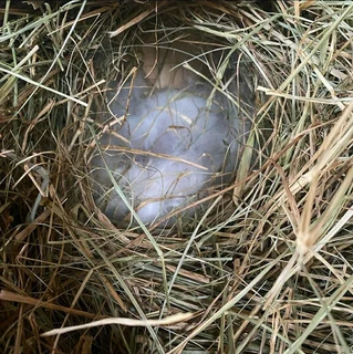 Pure Breeds For Sale