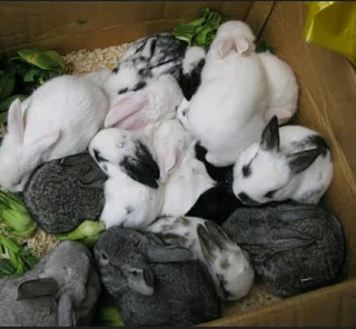 High Quality Breeding Stock