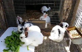 High Quality Breeding Stock